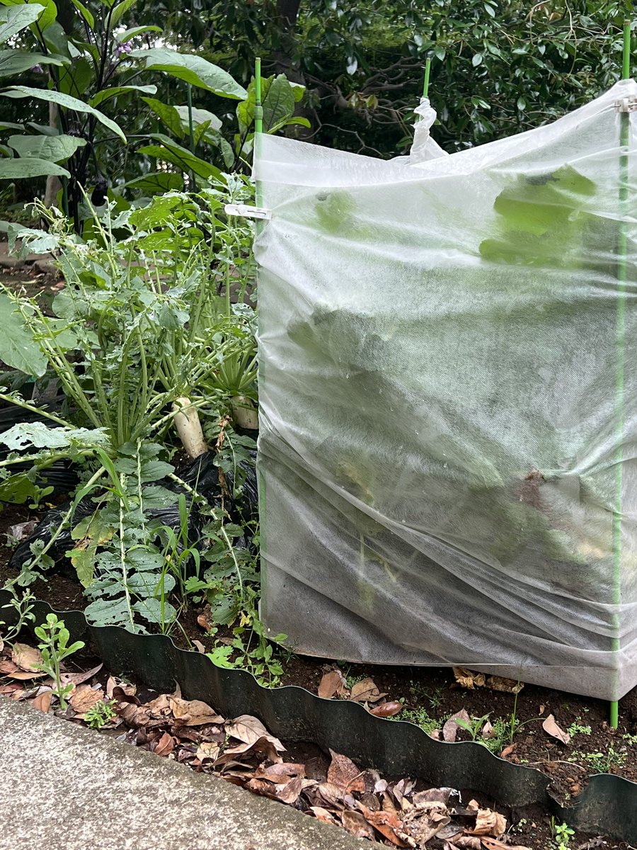 おはこんにちばんわ✨なおちこです😄

梅雨空です☂️

なおちこの比べてみよ〜💡
てことで、不織布行燈の大根さんと
何も無し大根さん、虫食いは
どのくらい差がでるか比べて
みてました👍🏻✨
意外と不織布行燈でもまぁまぁ
防げたりしてました🤟🏻☺️
何も無しは凄いです😱🐛

#家庭菜園