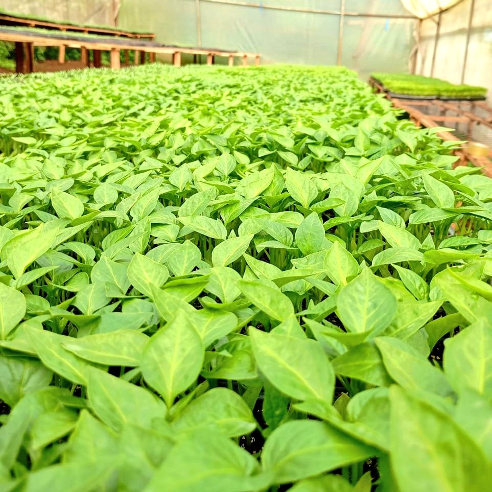 kiprono (@ckiprono_) on Twitter photo Saturday Business ✨️
Gloria F1 hybrid Ksh. 2.5bob each 🌱
Superbel Capsicum 🫑 hybrid Ksh. bob each 🌱
Parcels can be made at a small fee 📦
Contact XS Farm Nurseries ☎️ 0759 502072
Location Mogogosiek,Litein.
African Business 🌱 🌾 🚜
<a href="/Xkipngetich/">XS FARM&NURSERY</a> <a href="/Kibet_bull/">Yoko Ndegwah</a> <a href="/ArapTilingi/">Tilingi 🐘🐘🐘</a> Saturday Business ✨️
Gloria F1 hybrid Ksh. 2.5bob each 🌱
Superbel Capsicum 🫑 hybrid Ksh. bob each 🌱
Parcels can be made at a small fee 📦
Contact XS Farm Nurseries ☎️ 0759 502072
Location Mogogosiek,Litein.
African Business 🌱 🌾 🚜
<a href="/Xkipngetich/">XS FARM&NURSERY</a> <a href="/Kibet_bull/">Yoko Ndegwah</a> <a href="/ArapTilingi/">Tilingi 🐘🐘🐘</a>