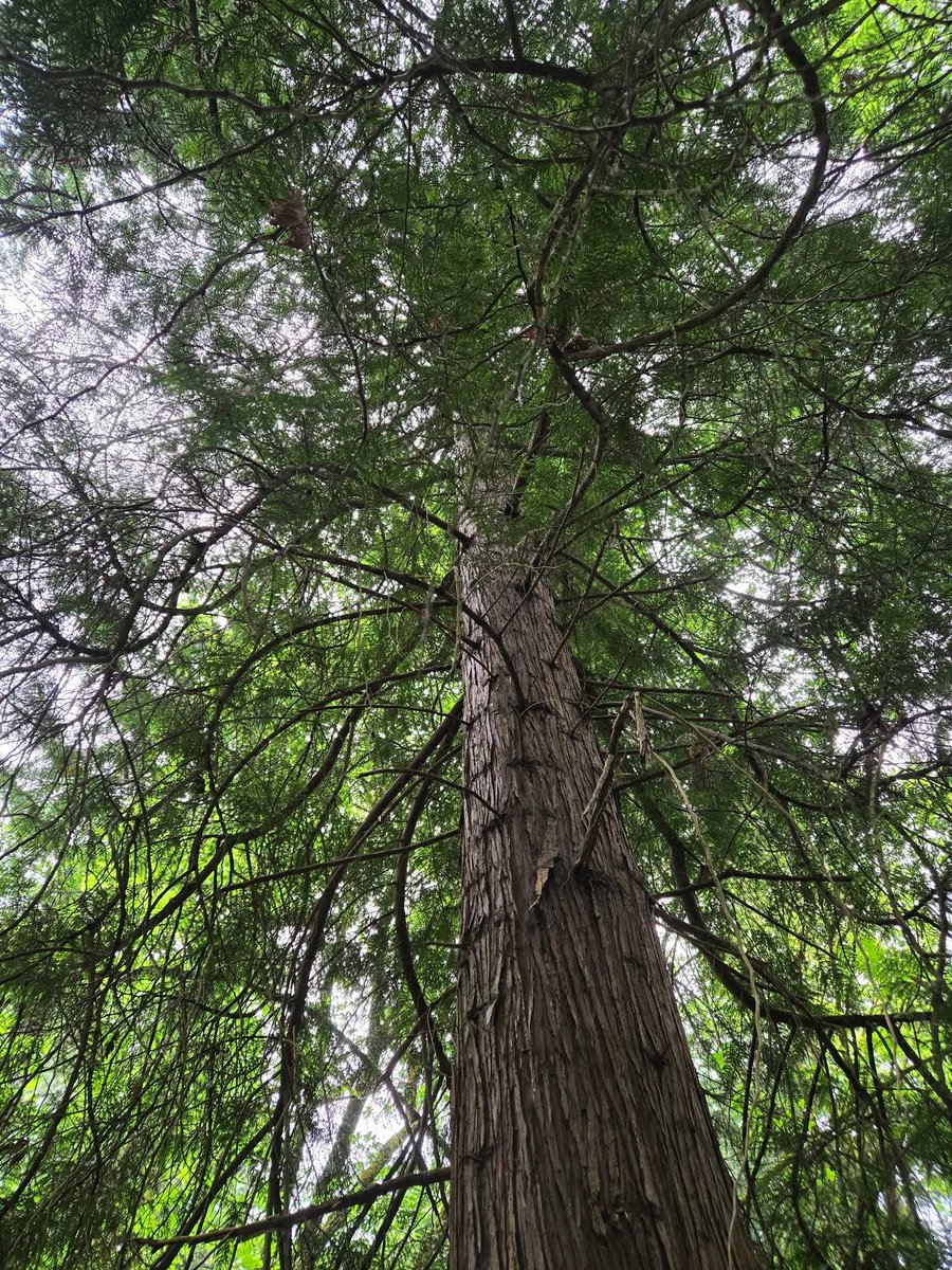 Good Morning, Adam and Treepeople. <a href="/keeper_of_books/">Adam Treeshepherd Rutsch</a>