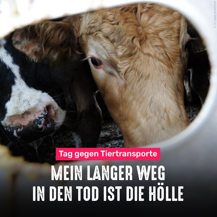 In verdreckten Lastwagen, ohne Platz, Wasser und Futter werden Tiere quer durch die EU und über die Grenzen hinweg transportiert. Sie haben Angst, sind verletzt, leiden unter Hitze, stehen in ihren eigenen Exkrementen.

Tiertransporte in Länder außerhalb der EU endlich verbieten!