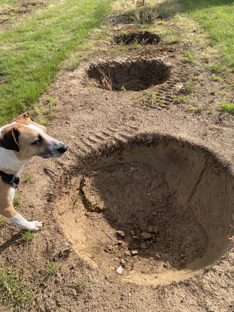 Dog walk scene 14.6.25