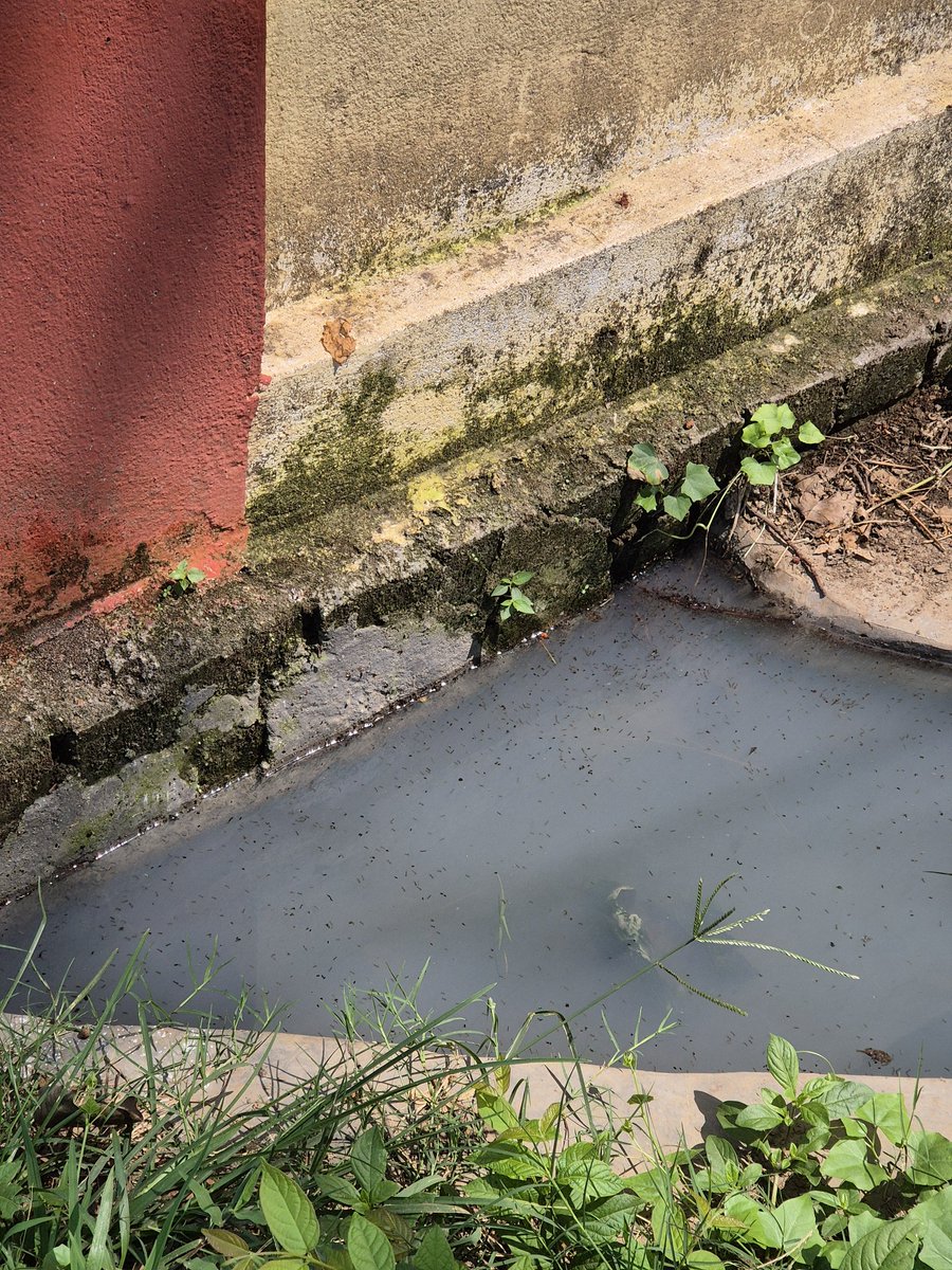 prakashkid's tweet photo. @IrfanAnsariMLA sir. Prevention is better than cure. The contractor has built the wall on drain, despite asked them to modify. Now water stagnation in drain has caused proliferation of mosquitoes in the area. 23-48-36.0 N, 86-27-13.9 E. @dc_dhanbad @DhanbadC @CMDBCCLOfficial https://t.co/F68JtPmEbm