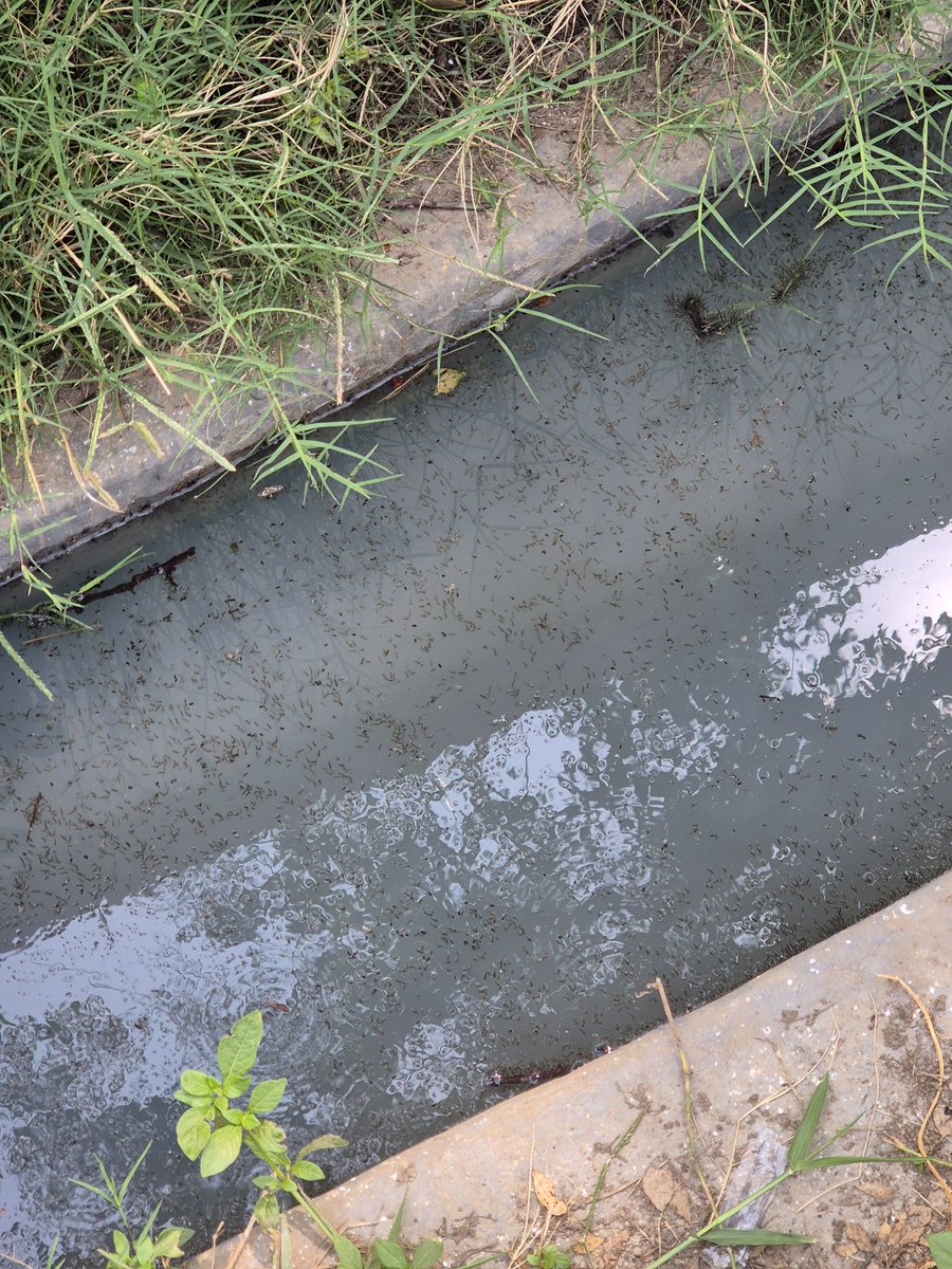 prakashkid's tweet photo. @IrfanAnsariMLA sir. Prevention is better than cure. The contractor has built the wall on drain, despite asked them to modify. Now water stagnation in drain has caused proliferation of mosquitoes in the area. 23-48-36.0 N, 86-27-13.9 E. @dc_dhanbad @DhanbadC @CMDBCCLOfficial https://t.co/F68JtPmEbm