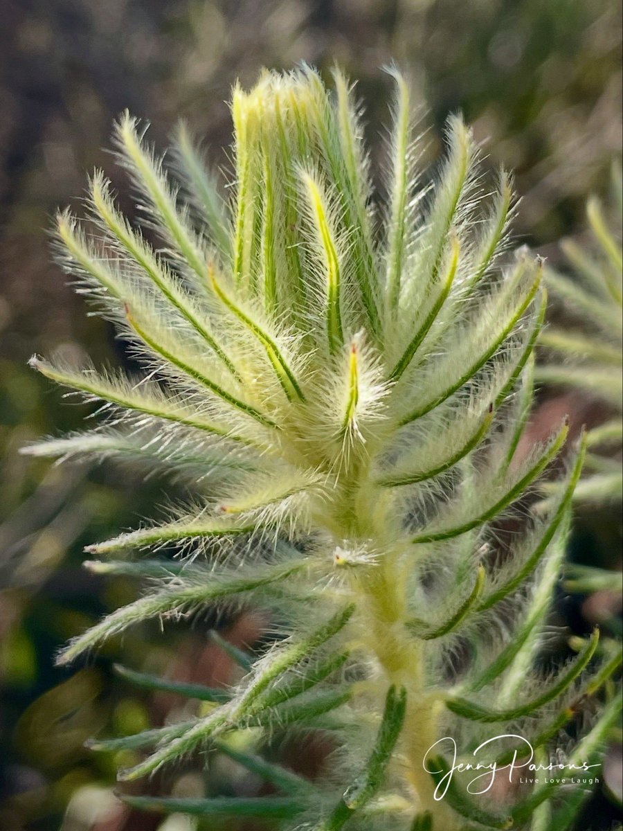JennyPaPB's tweet image. Phylica pubescens aka Featherhead is a WC #endemic which flowers in #winter. An eye-catching shrub which is covered in hairy leaves. I spotted this early morning where the hairs seem seemed to catch the sunlight, making for a magical feeling while walking in the Helderberg NR