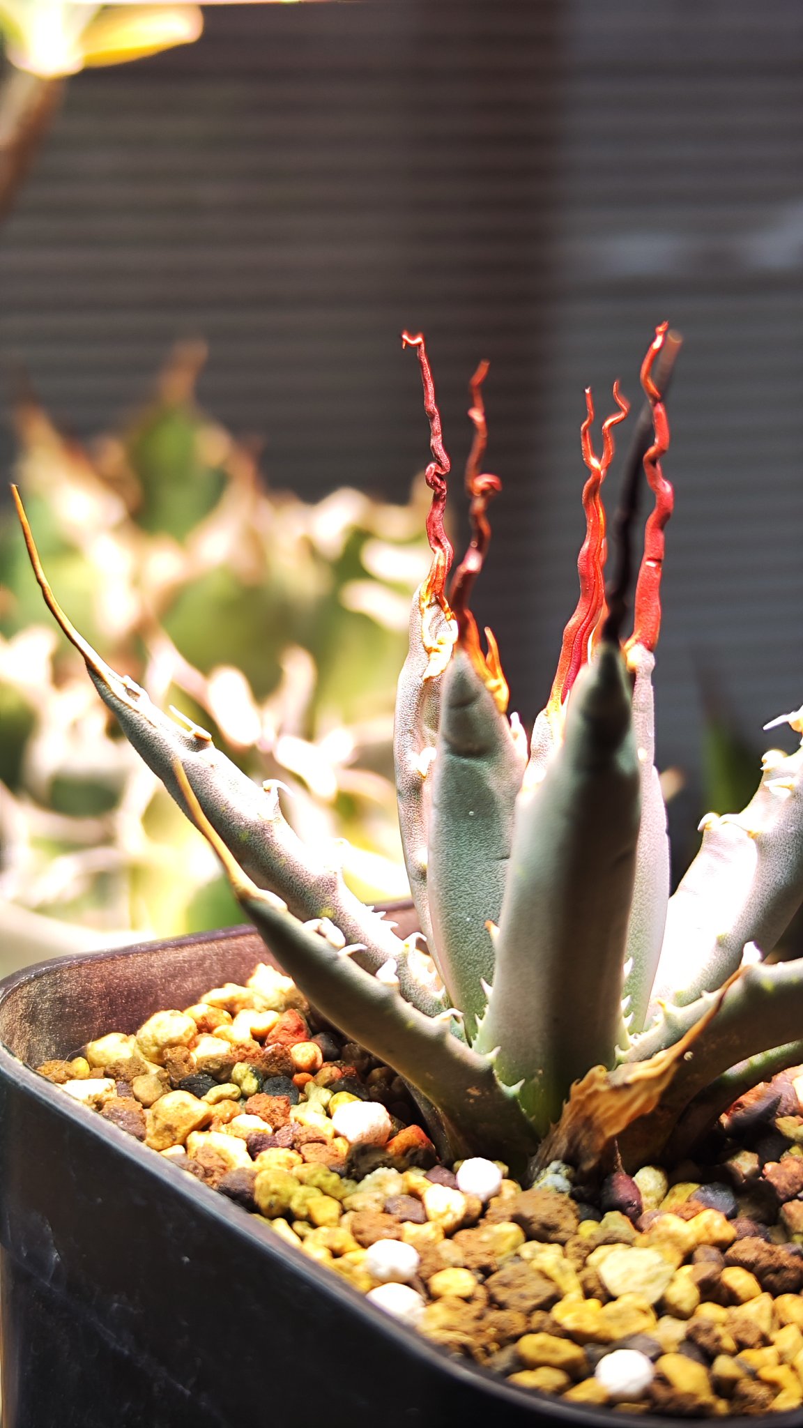 植物好き♪ おはようございます😊 夏もずーっとピンク🩷でした ちょっと枯葉