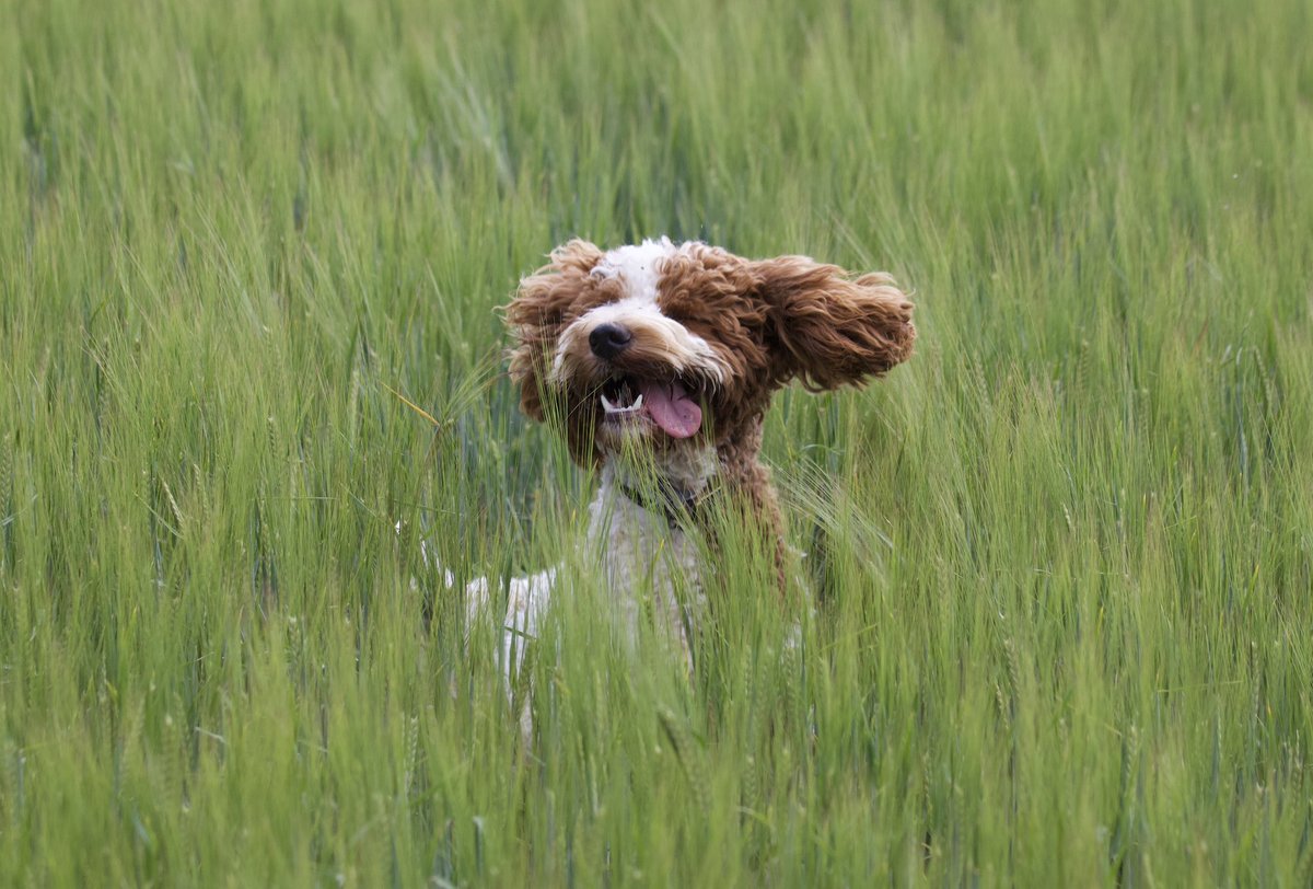 border70's tweet image. Otis enjoying his holiday with us.