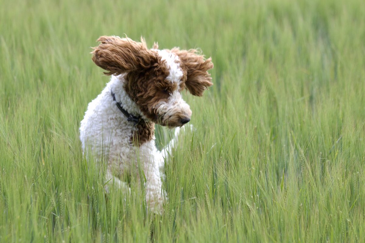 border70's tweet image. Otis enjoying his holiday with us.