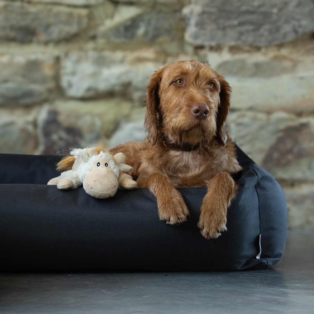 Squidgy, supportive, pillowy and plump. 
We present the perfect bolster height and filling for doggy dozing, serene sleep and draught-free dreaming.
The Burnham Bolster Bed and Wool Fleece Topper - a bed to love for life. Choose from three covers; velvet, canvas or waterproof!