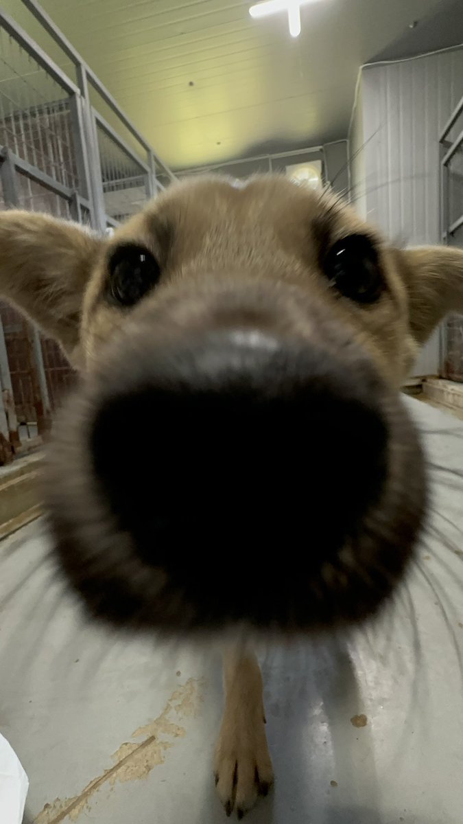 hanam_shelter's tweet image. 천사강아지 입양하실분!!!!!!!!