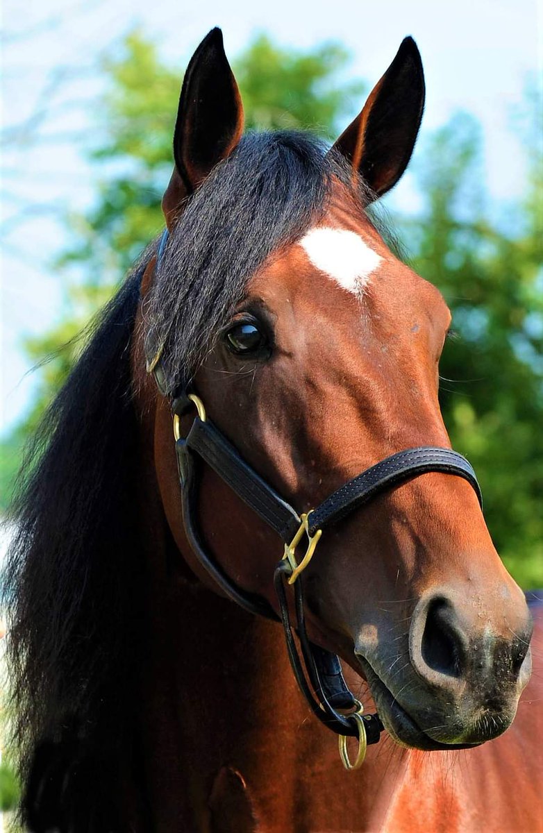 #MuscleHill father of NJSS Final winners yesterday at Meadowlands 🇺🇲