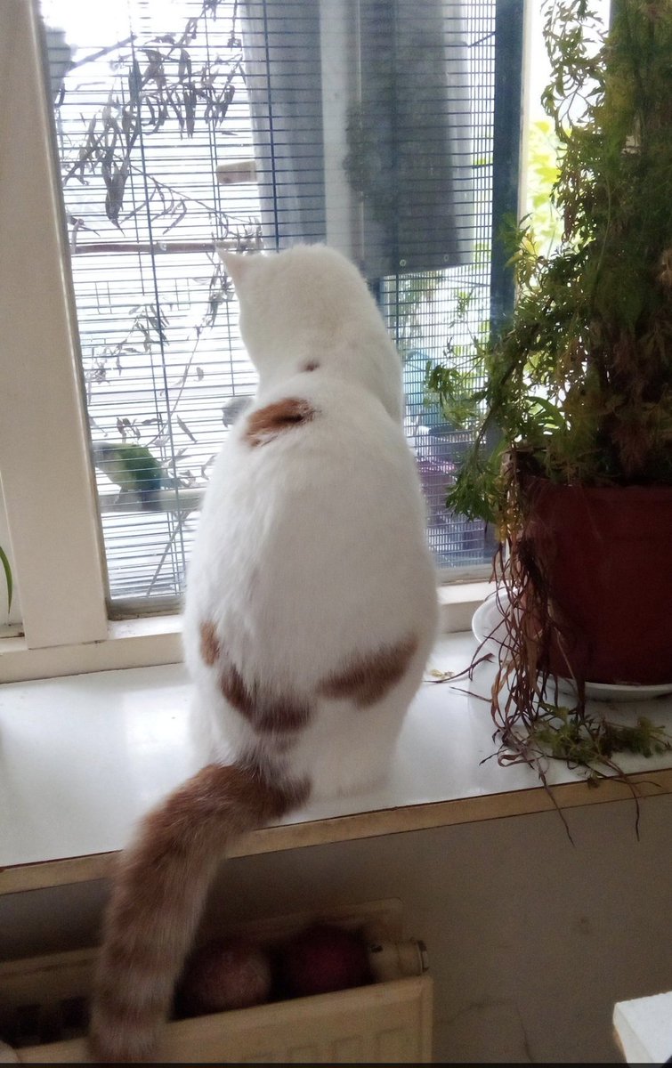 Hulp gezocht voor een volger! <a href="/den_margaretha/">Margaretha</a> is al een jaar haar kat Tommie kwijt. Ontsnapt uit het raam in Almelo (Ossenloppelerhoek). Tommie is 1 jaar, niet gechipt, wel gecastreerd. Te herkennen aan de bijzondere tekening op zijn rug. Tommie wordt zeer gemist. Delen is 💚