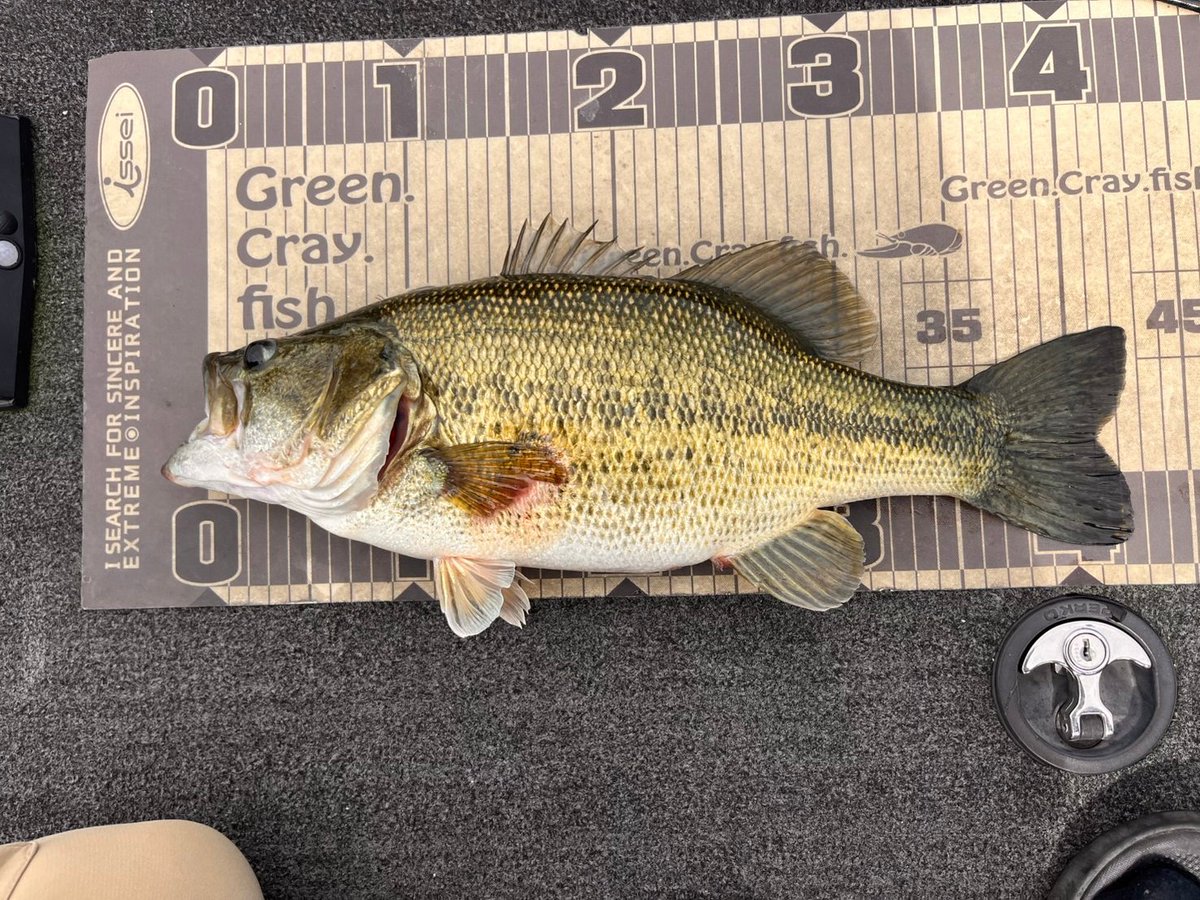 koukichibass's tweet photo. 初めての琵琶湖ガイド(一誠の山崎ガイド)久しぶりのバスボートで！

50up来たぁ～🙌

3/8ドーンとファトヤマセンコーの
ノーシンカーで👍️👍️👍️

#ジャッカル
#DOOON
#ゲイリーヤマモト
#FATヤマセンコー https://t.co/gOoveaIidh