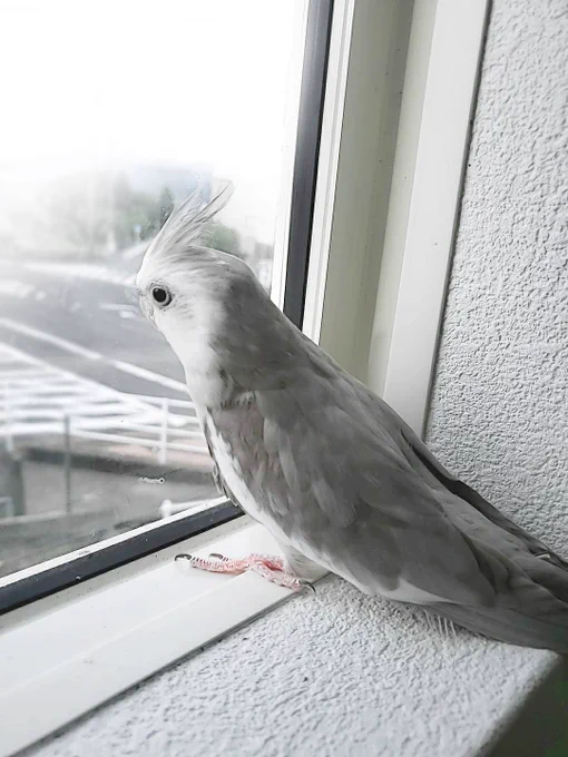 新入りオカメちゃんは少しずつお家に慣れてくれていて、最近は窓から外を眺めるのがお気に入りみたいです小鳥と窓って絵になりますね。とっても美少女(雄)