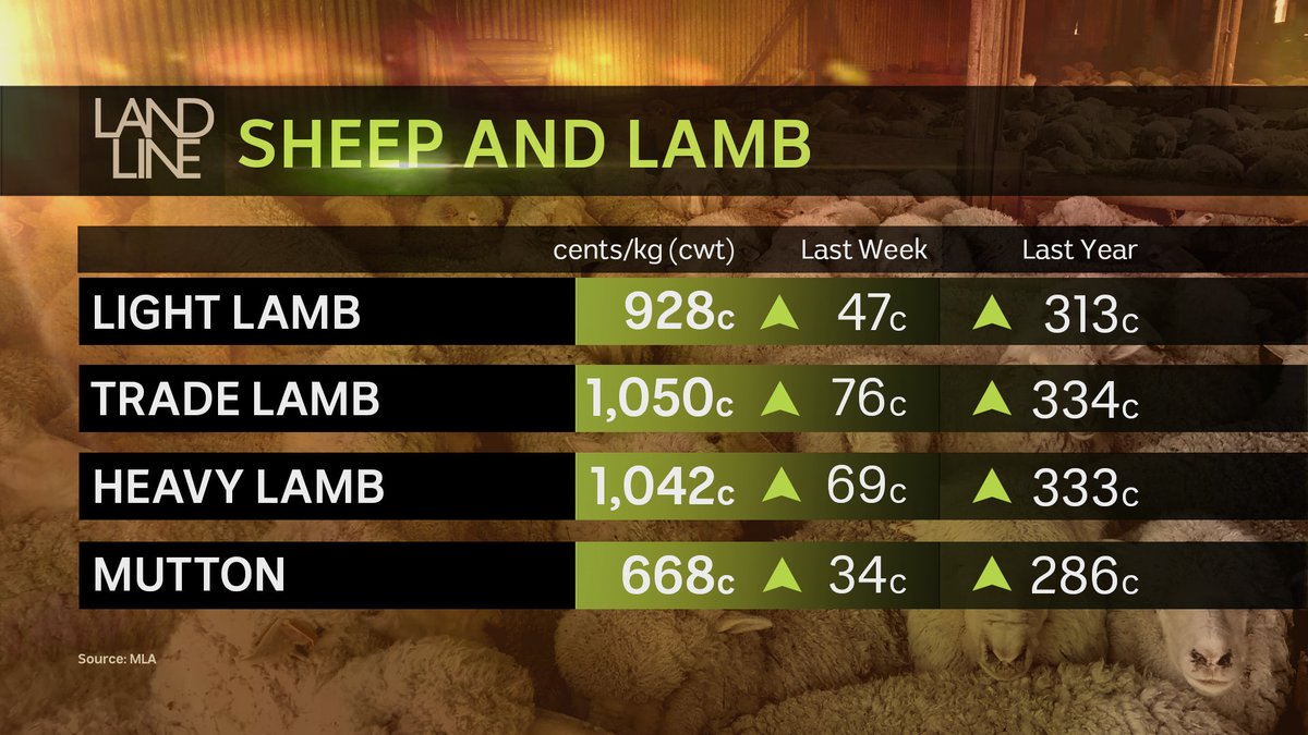 Lambs at Griffith yesterday sold for $431 each!! 🐑

"We haven't seen anything like it, the lamb market is as dear as it has ever been”

👉 abc.net.au/news/2025-06-1…