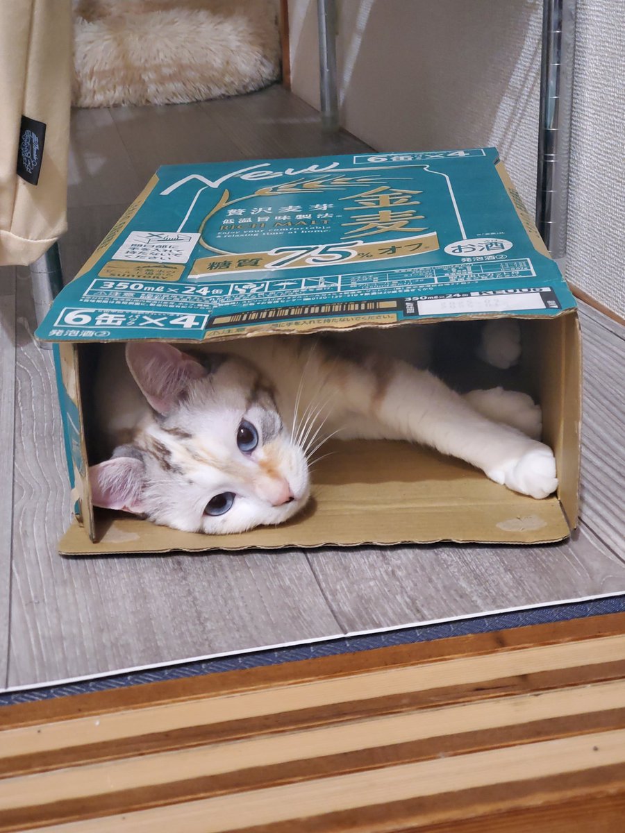 ラムたん (@ramu_528) on Twitter photo 