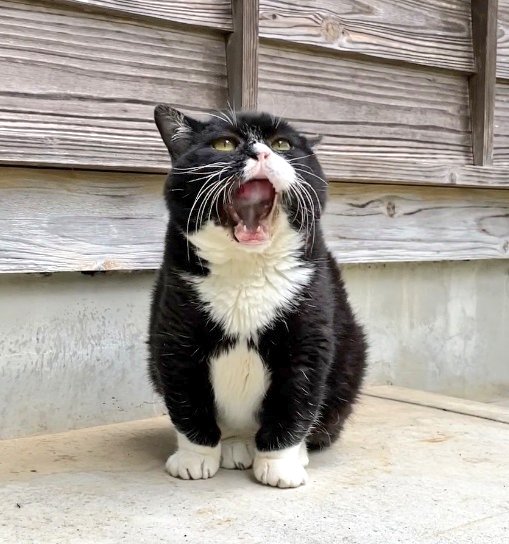 オンラインファンミーティング楽しみだー！