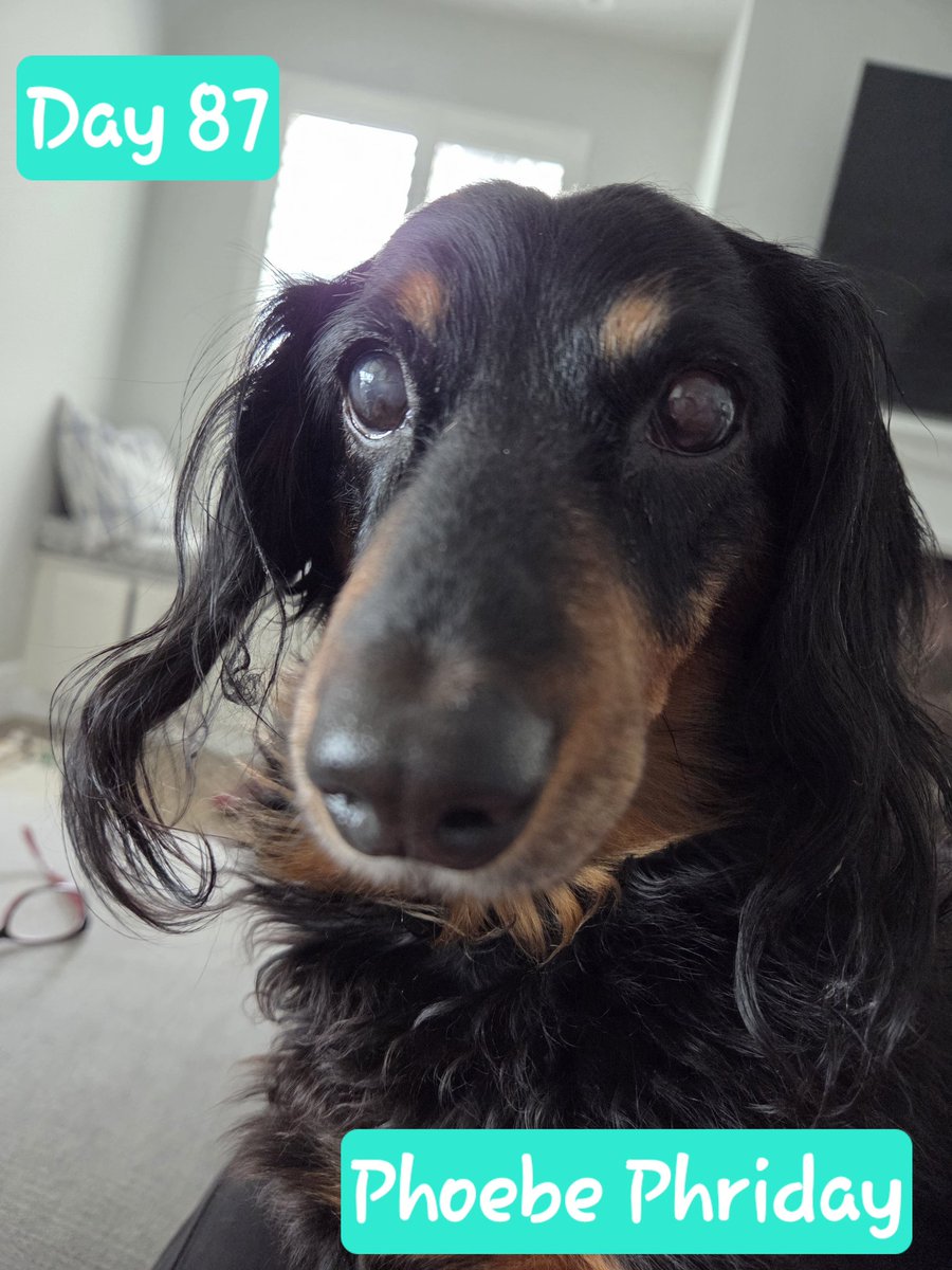 Day 87 - It' Phoebe Phriday

#friday #phoebe #dogsofinstagram #dachshund