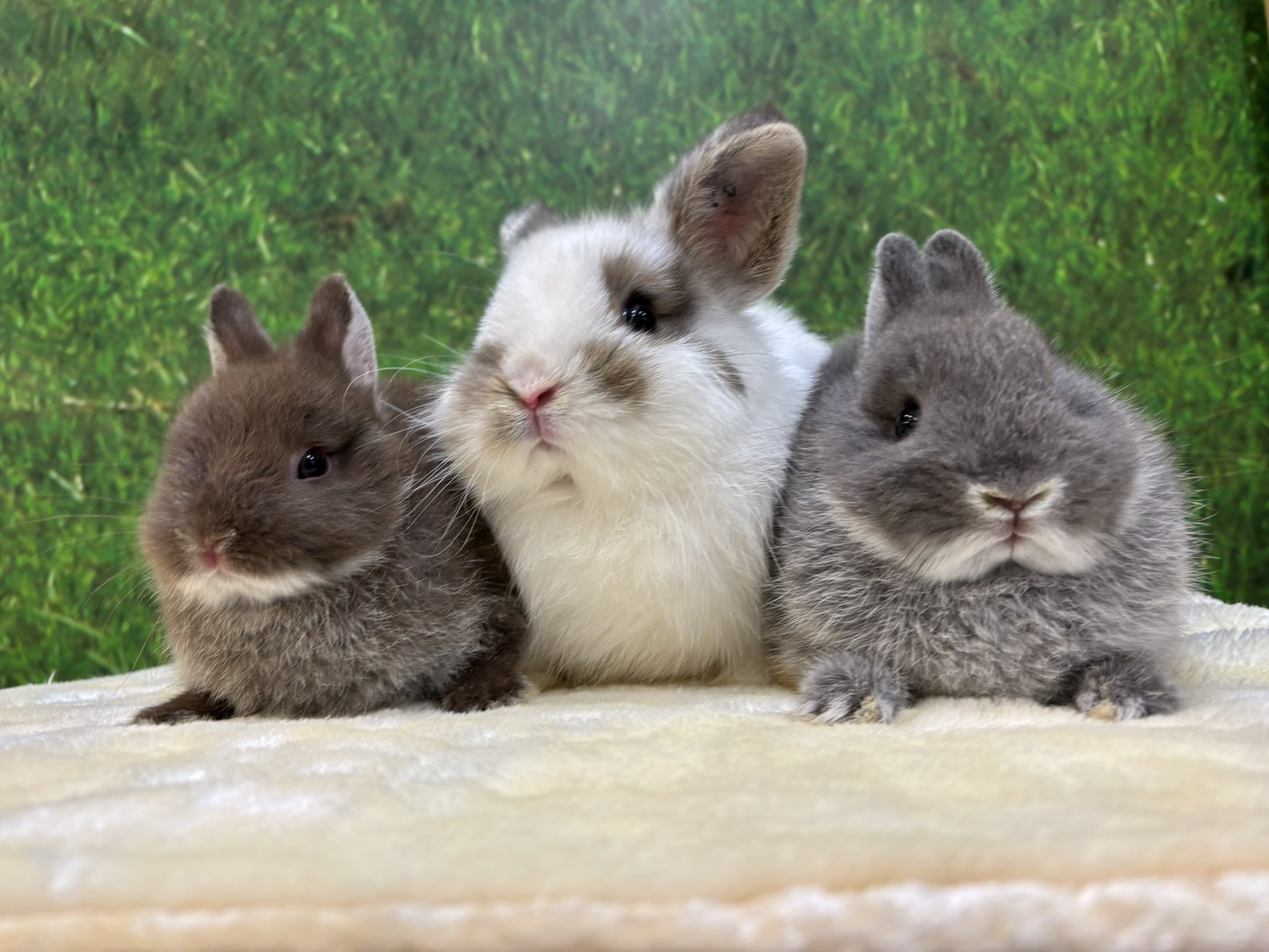 うさぎのしっぽ うさぎのフード