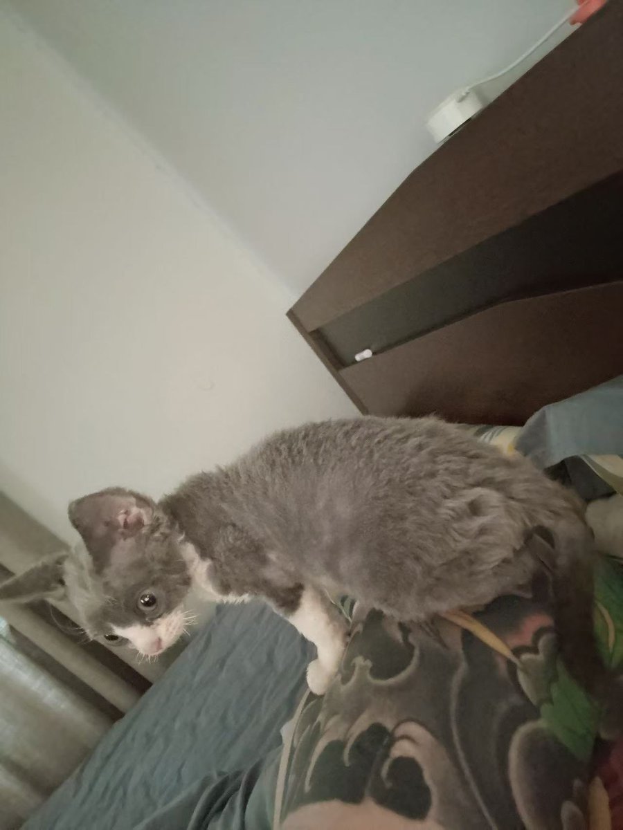 站在王肩膀上的雄猫！！！
虾条条条条！！！！ https://t.co/dX3pz5RQ7u