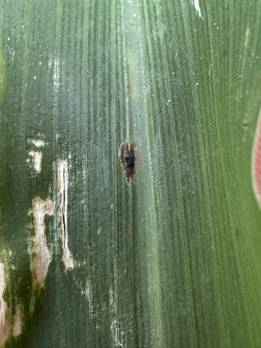 Matthew Vandehaar tweet media