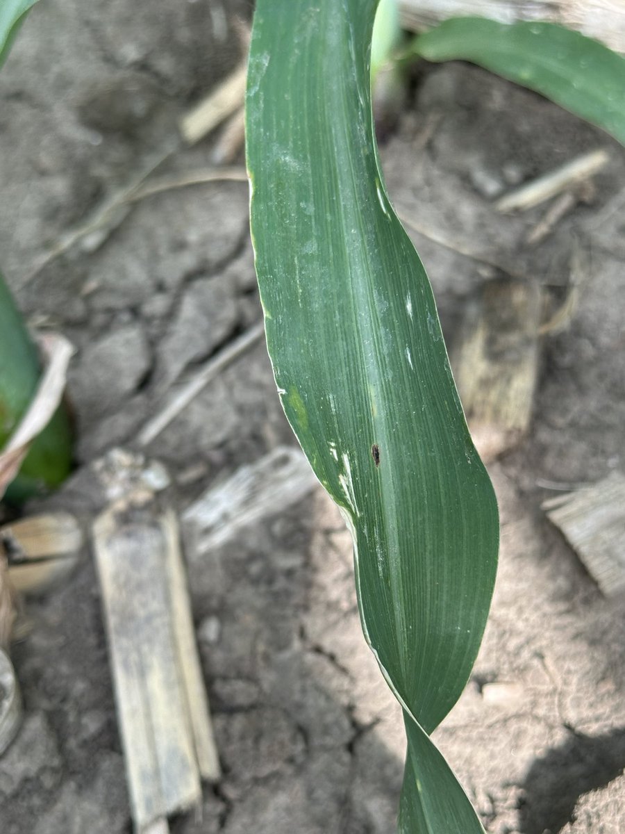 Tar Spot in Poweshiek County, IA. We’ve learned over time that fields with the earliest observed stroma don’t always turn into higher pressure fields.