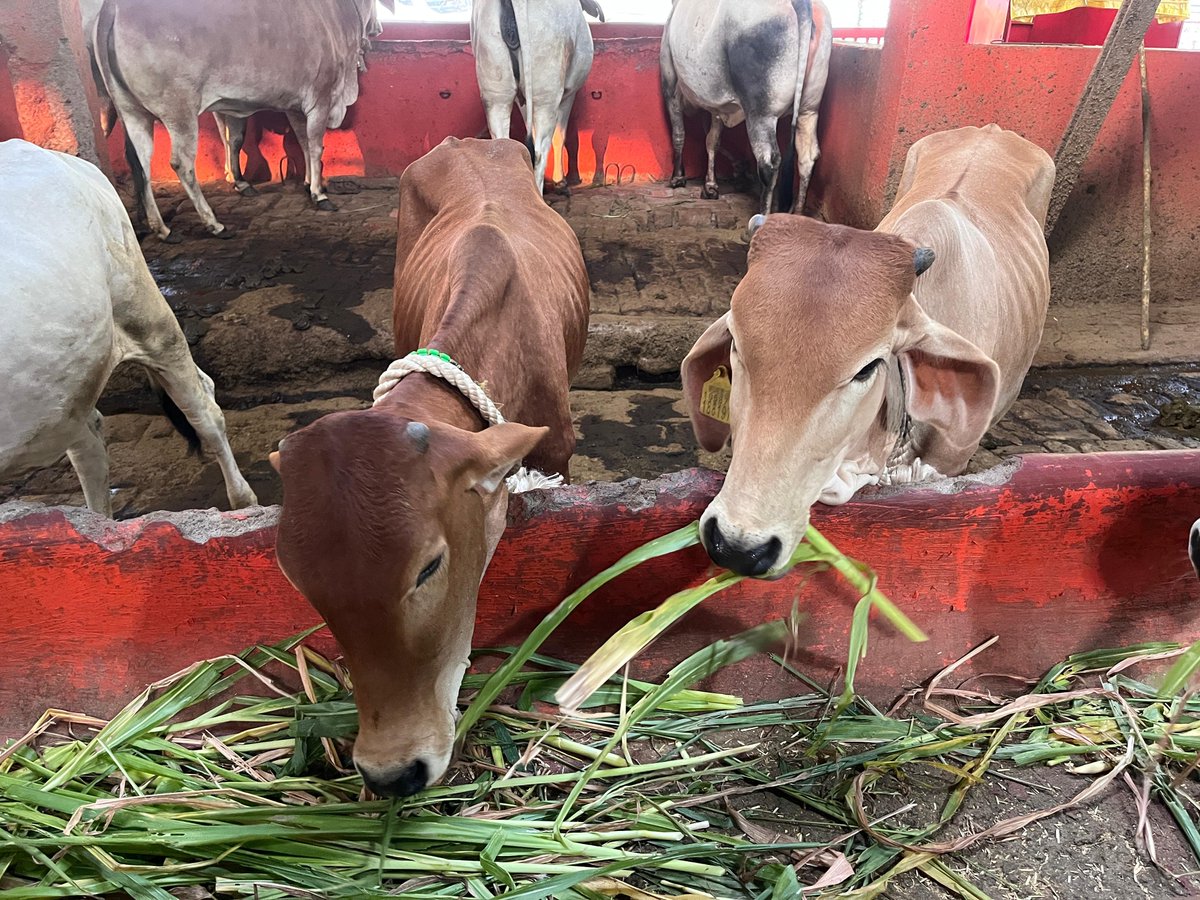 Today's cow feeding.  It is a joy to look at these calves having a go!!