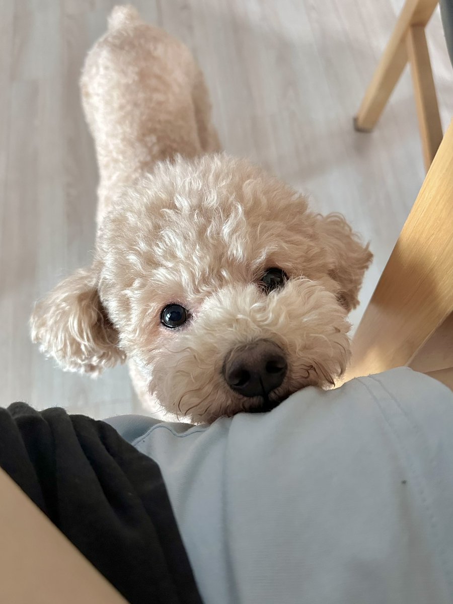 오늘의 점심 메뉴 빤히 보더니
본인도 먹을만해 보이는지 애교를 부리는 모습