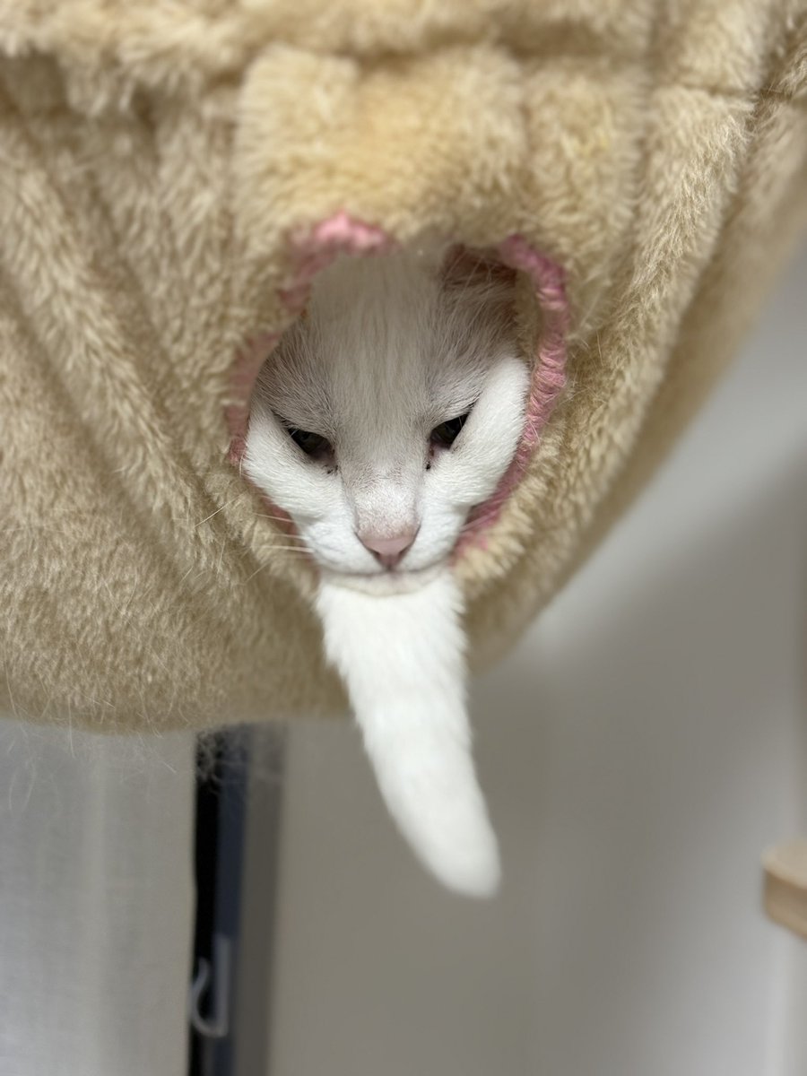 Utans_Uni_Unagi's tweet photo. 化け猫化も進むし仙人みたいなってきた
愛猫 https://t.co/D6sLdjTgkt