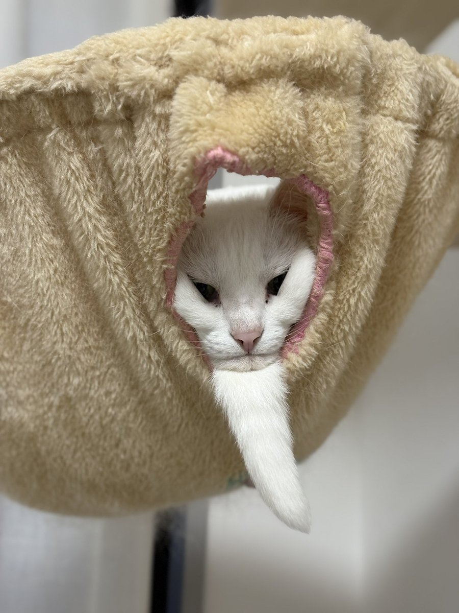 Utans_Uni_Unagi's tweet photo. 化け猫化も進むし仙人みたいなってきた
愛猫 https://t.co/D6sLdjTgkt