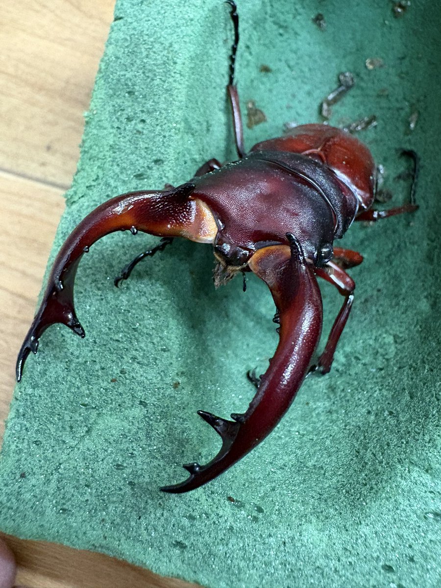 こんにちは
フォルスターニシ、１年半かけて♂が羽化😁
やはりかっこいいです😎
フタマタの産卵めちゃくちゃ苦手だけど、これ見たらやらないわけにはいかない💪
♀探してチャレンジかな🫡