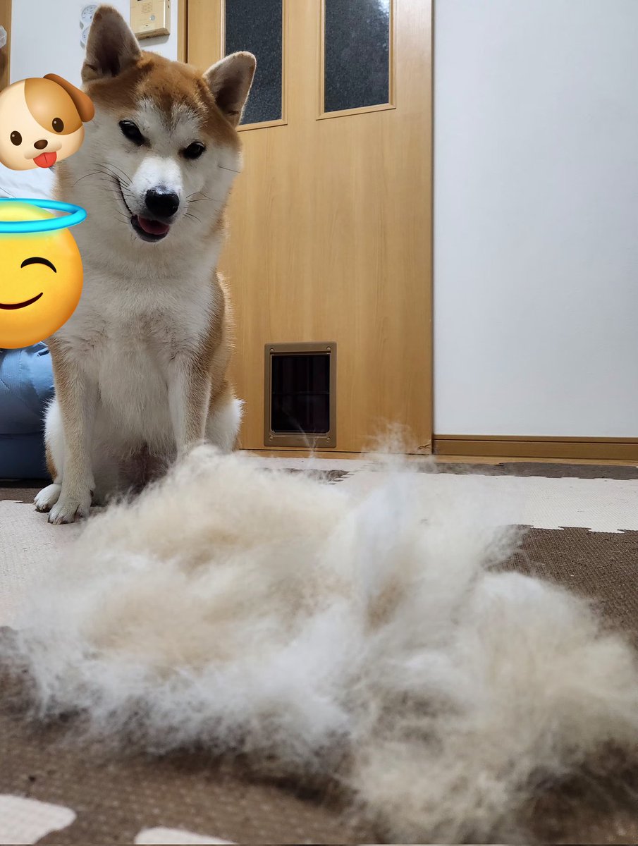 sogefy's tweet image. ←昨日の収穫量　今日の収穫量→

換毛期エグい
#柴犬のいる暮らし 
#今日のきなこ🐶