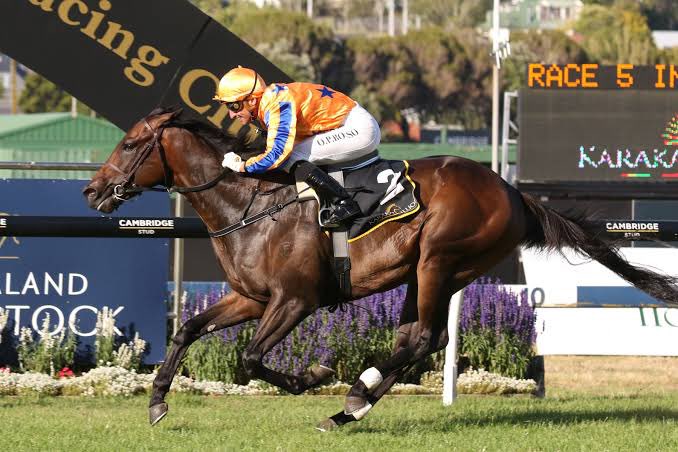 Could not be more thrilled to see Cool Archie claim the first Group 1 for his sire Cool Aza Beel - we have fond memories of ‘Sammy’ bought by David Ellis CNZM who won the Karaka 2YO Million &amp; Grp 1 Sistema Stakes, becoming Champion 2YO - his legacy is assured!  Delighted for