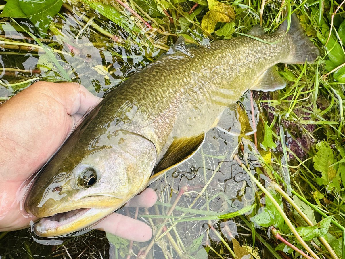 landlocknohito's tweet image. 朝一下流でヤマメを狙ってたら尺上アマゴがドン！

標高を上げて上流の人が入ってない区間にロープで降下〜藪漕ぎ番長

ガンガンの白泡にミノー放り込んだら出ました42cmの三ツ口イワナ🫢🫢

イワナ11のヤマメ1のアマゴ1

久々にやったりました🏅

#Supremo
#MOFE
#イワナ
#アマゴ
#ヤマメ
#本流