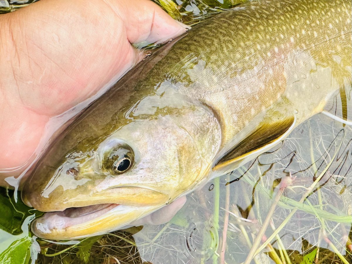 landlocknohito's tweet image. 朝一下流でヤマメを狙ってたら尺上アマゴがドン！

標高を上げて上流の人が入ってない区間にロープで降下〜藪漕ぎ番長

ガンガンの白泡にミノー放り込んだら出ました42cmの三ツ口イワナ🫢🫢

イワナ11のヤマメ1のアマゴ1

久々にやったりました🏅

#Supremo
#MOFE
#イワナ
#アマゴ
#ヤマメ
#本流