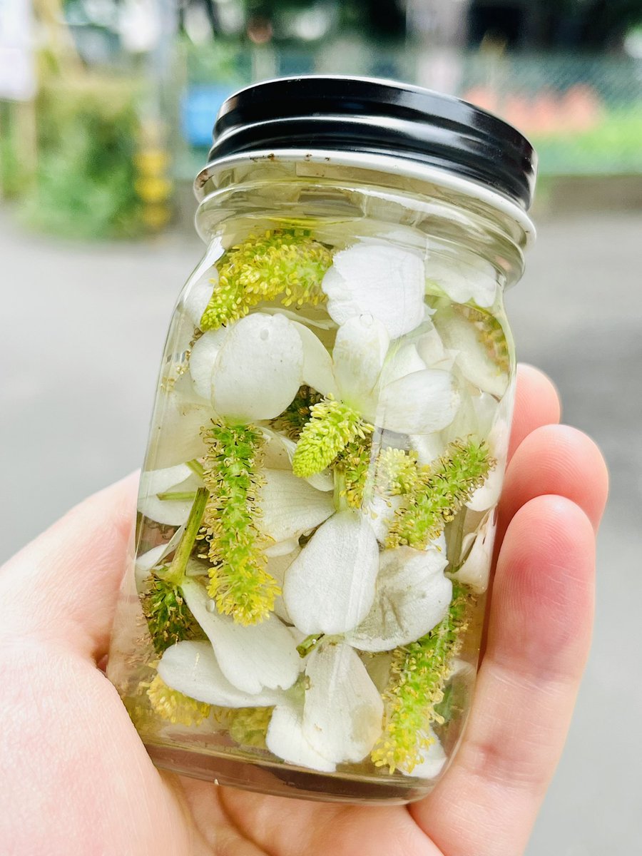 谷保駅南口公園のドクダミチンキ、完成。　#GREENGREETINGS #ACKT #国立市 #谷保駅