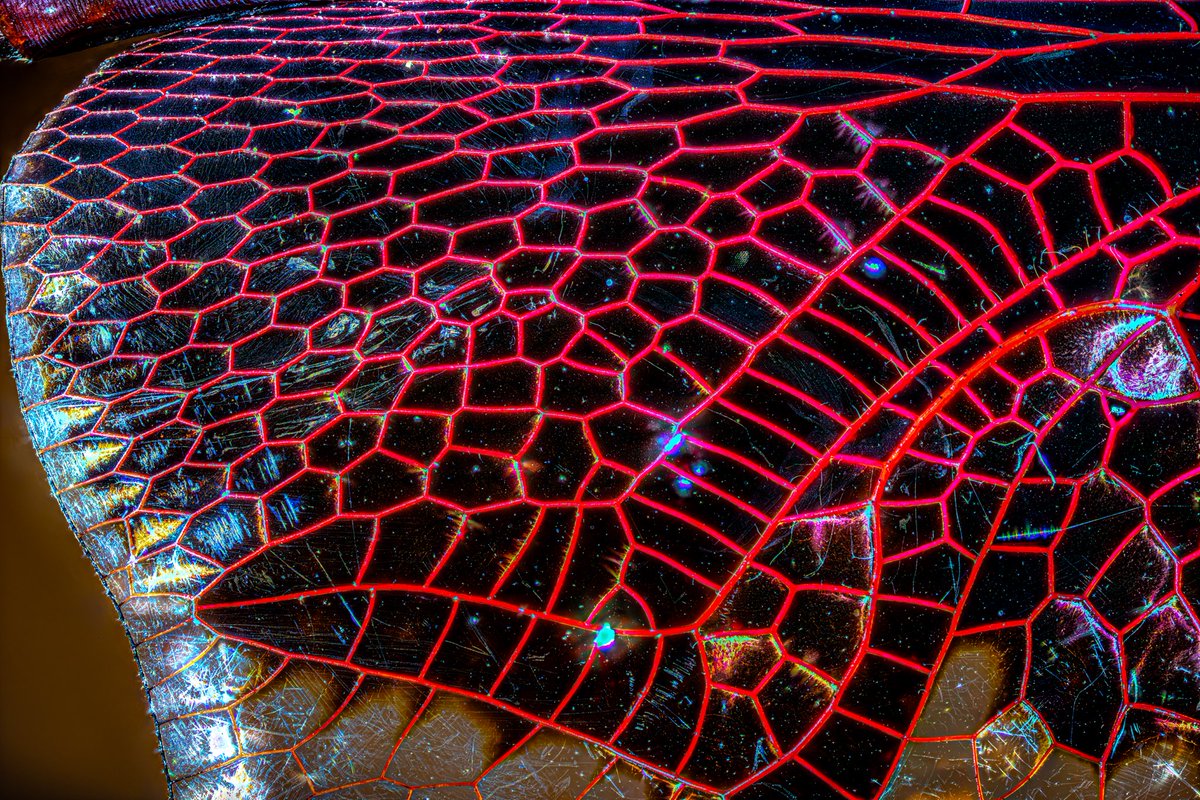 Jason_Pichot's tweet photo. Close up of a dragon fly wing. https://t.co/ylmCuA8dzP
