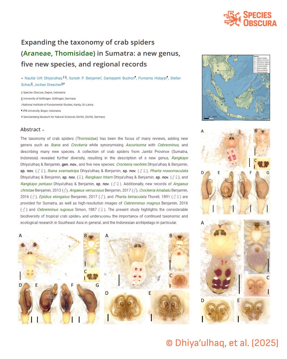 New publication alert!!
Satu genus dan lima jenis baru laba-laba kepiting dideskripsikan dari Jambi, Sumatera. Genus baru ini dinamai Rangkayo, terinspirasi dari Orang Kayo Hitam atau Sayyid Ahmad Kamil, raja legendaris Melayu Jambi.