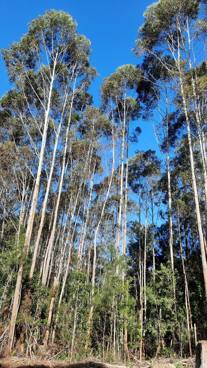 dada_woods's tweet photo. 329 acres (133.3ha) of beautiful, mountainous forest, much designated rainforest, full of spectacular wildlife and stunning views
https://t.co/HKfCT8V1E0
Escape to the bush, peaceful solitude and privacy.
#lifestyle #escape #bush #rainforest #propertyforsale #PropertyInvestment https://t.co/ilirhGj1Cp