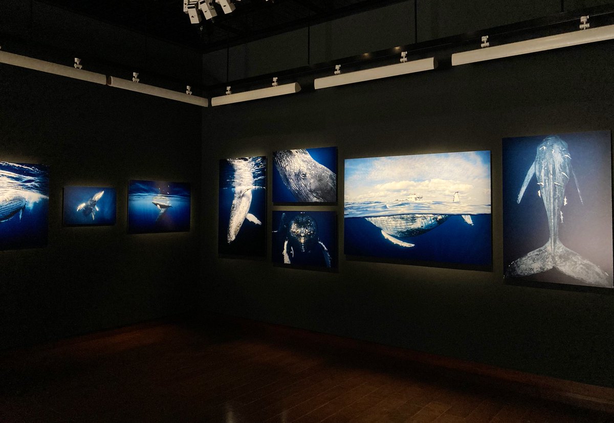 BookPhotoPRESS's tweet image. 会場に入った瞬間、海の中に連れて行かれた写真展。あまりにも大きな存在のクジラたちの世界を垣間見ることができました。

東京は今日6/14（土）が最終日。
7月は大阪にも巡回するそうです📸

上出俊作 写真展
 「The Whales Are Coming」
📍キヤノンギャラリー（銀座）

personal.canon.jp/event/photogra…