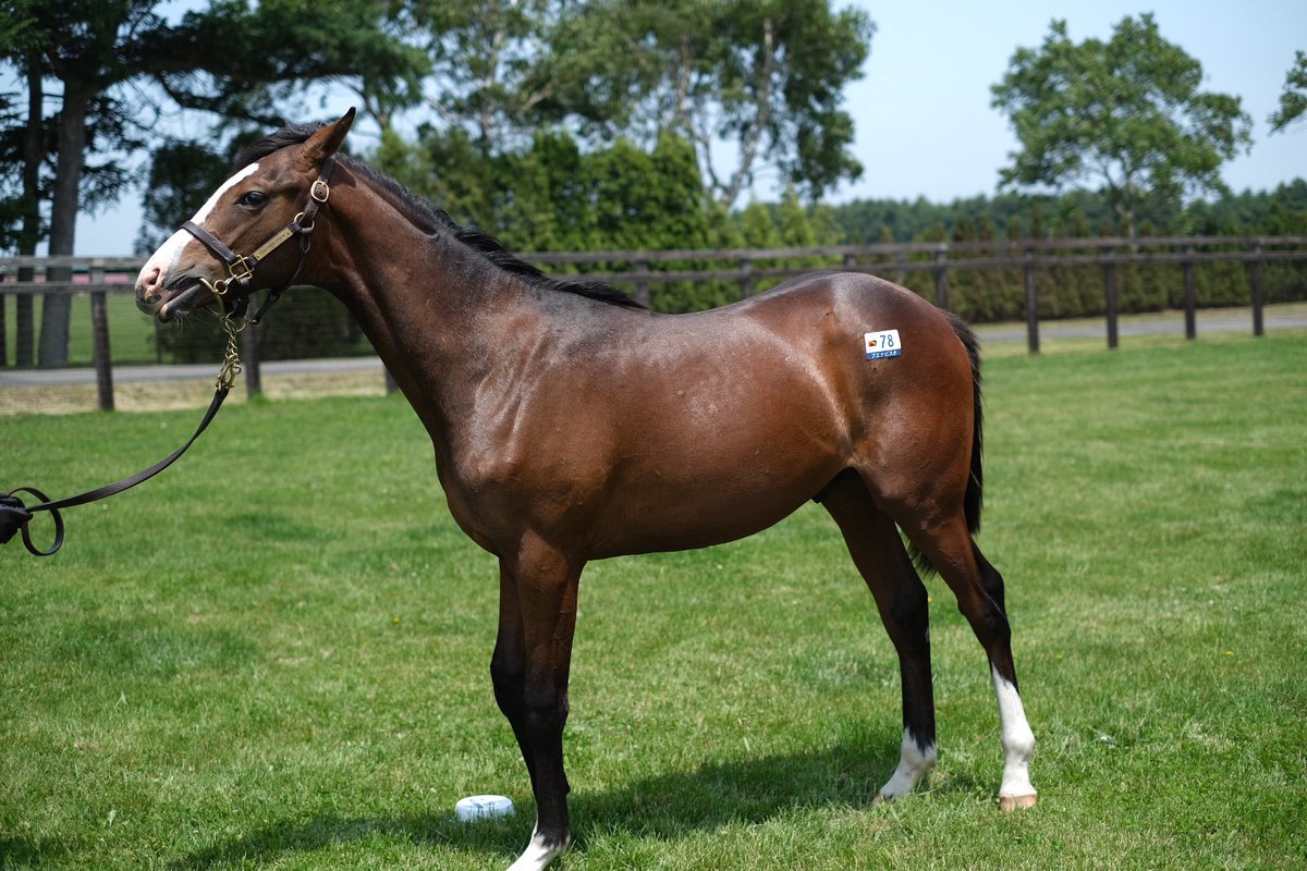 ブエナビスタ24(父ルーラーシップ,牡) これは… #牧場見学ツアー2025