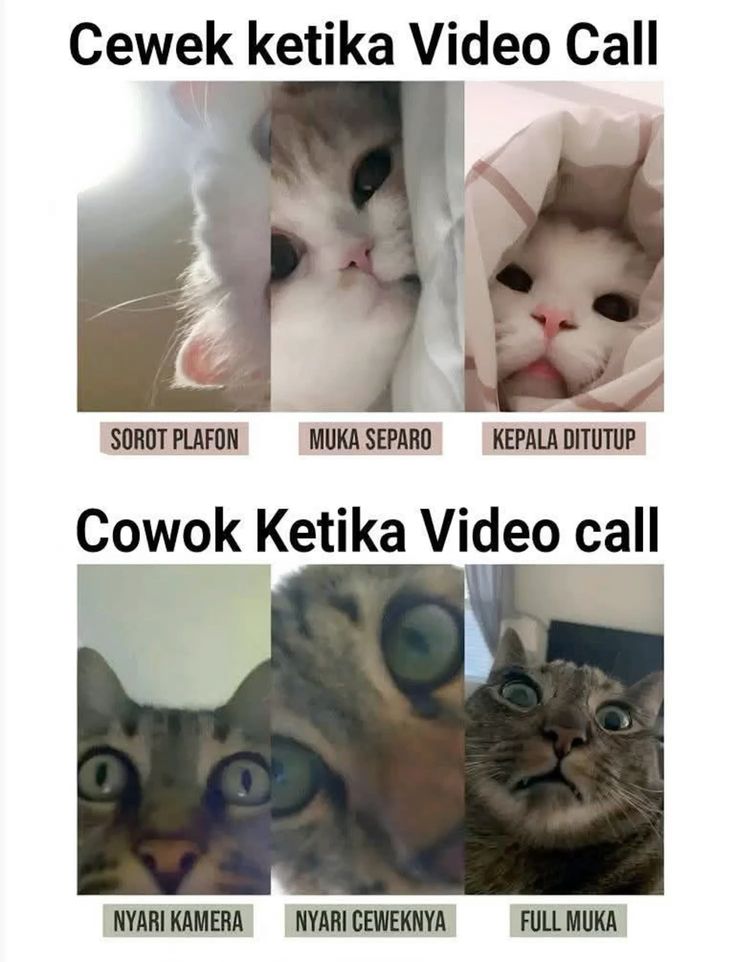 Cookies tweet media