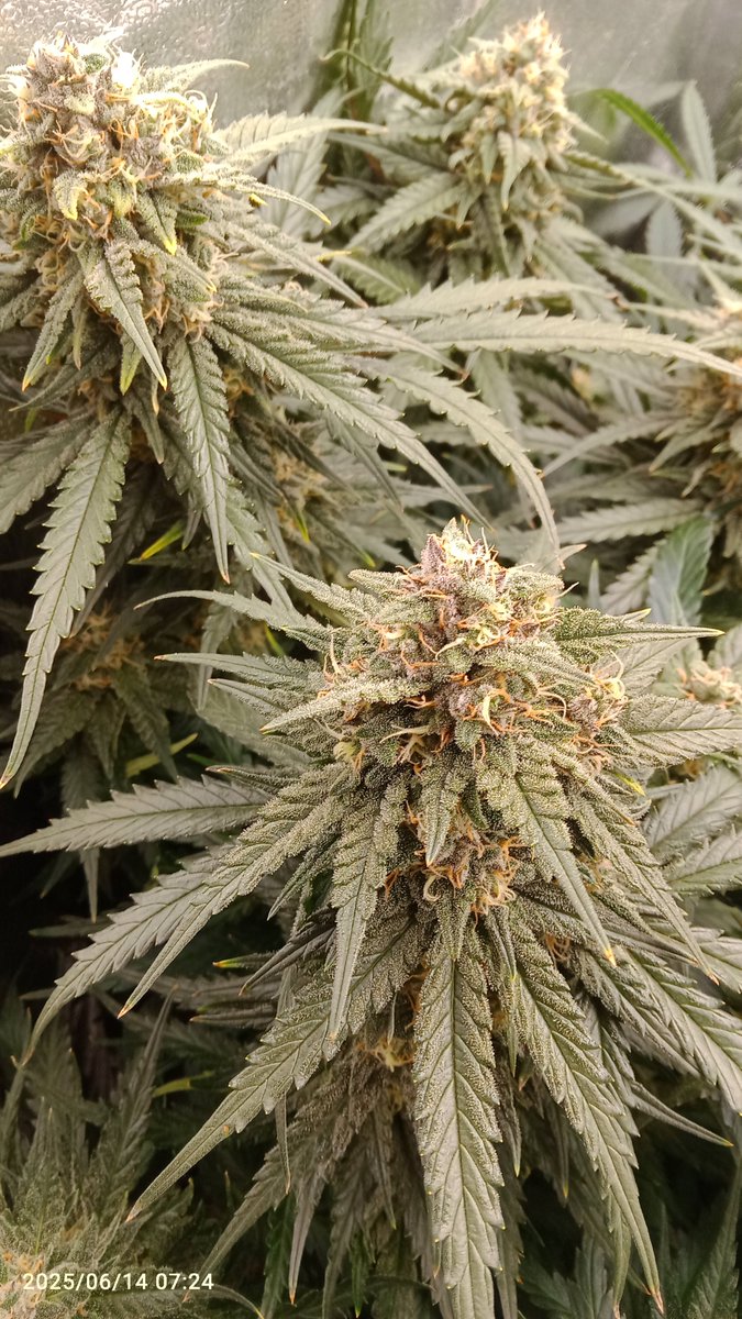 MacCheech (@maccheech1) on Twitter photo Guten Morgen Gromies 👋
Tag 60 der Chemdawg Auto von <a href="/Fast_Buds_De/">Fast Buds DE</a> im #420rudelgrow
Re vorne hat irgendein Problem. Die Blätter werden rostig und trocken, denke ich hab ein PH-Problem in der Erde. Sonst läuft alles Guten Morgen Gromies 👋
Tag 60 der Chemdawg Auto von <a href="/Fast_Buds_De/">Fast Buds DE</a> im #420rudelgrow
Re vorne hat irgendein Problem. Die Blätter werden rostig und trocken, denke ich hab ein PH-Problem in der Erde. Sonst läuft alles