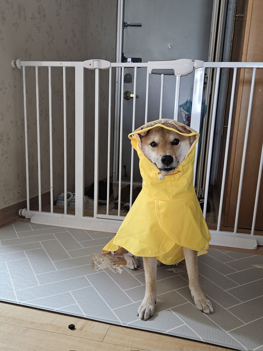 장마철대비로 우비를삼 귀접힌게 너무귀야워 앙~