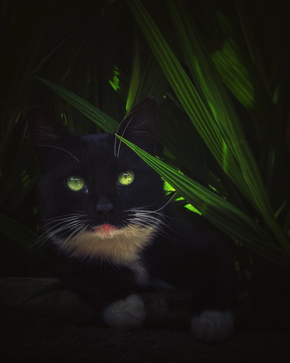 mariedouglas5's tweet photo. #catsaturday my cat 🥰 handsome devil https://t.co/OGtSDkdJoi