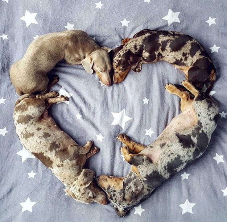dachshund_heave's tweet image. Great Photography🥰
#Dachshund #Dachshunds