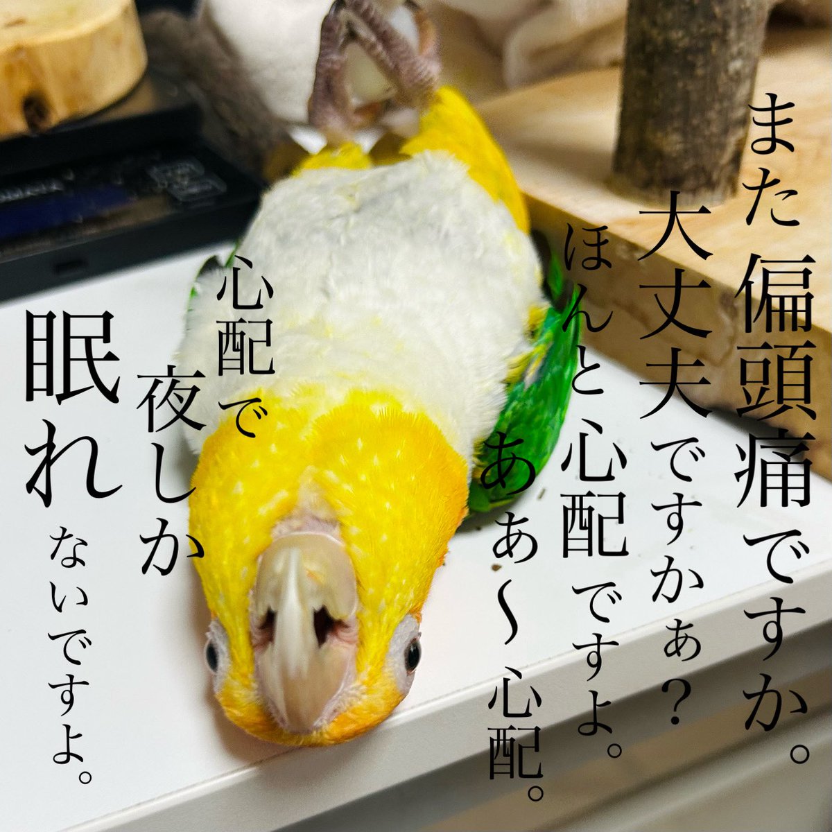 偏頭痛で
寝込んでる飼い主を
爆音呼び鳴きで叩き起こし
いつも通り
遊びに付き合わせる
橙の男。
#シロハラインコ