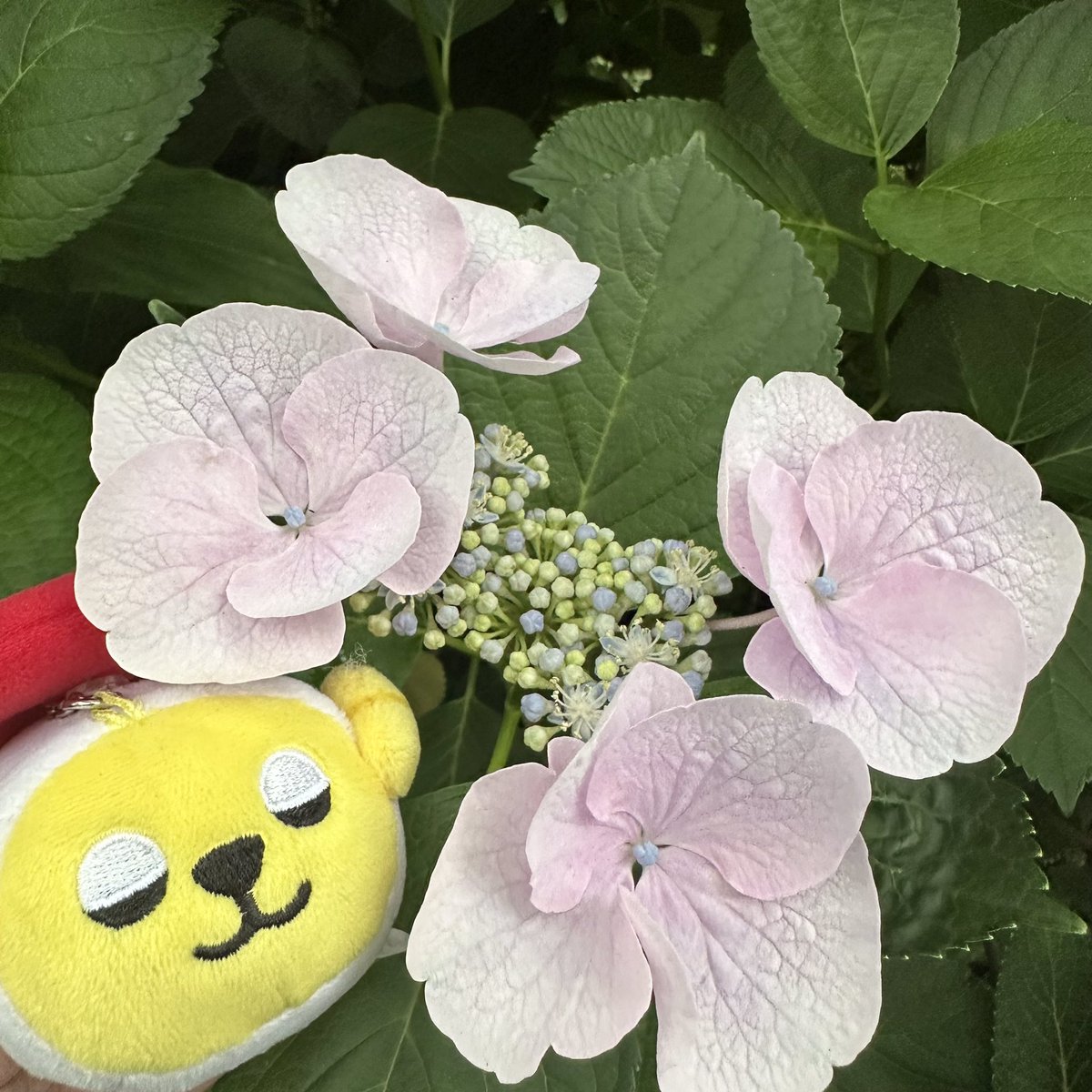 ママのお庭のアジサイが今年は特にキレイです。
全部、母の日にプレゼントしたアジサイの鉢をお庭に移して育てたんだヨ。
#あじさい #アジサイ #紫陽花 #スシズー #スシメー #sushizoo #susheep #ぬい撮り #ぬいぐるみ