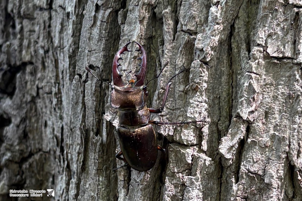 クワガタさん見つけた！🧸✨