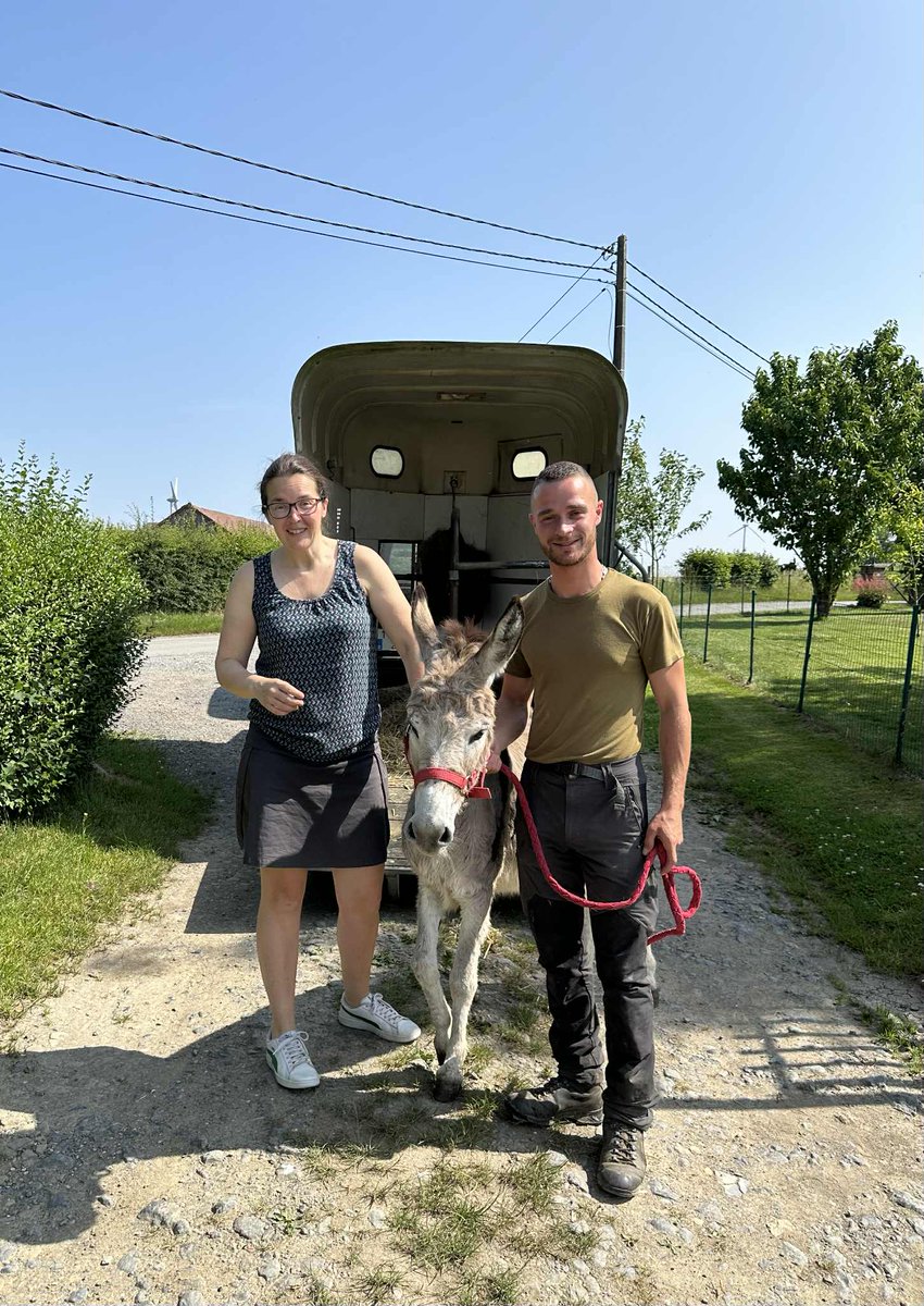 100CHEVAUXSURLH's tweet image. Hier, une nouvelle belle page s'est écrite pour l'un de nos protégés : nous avons emmené ALAN, l’un de nos ânes venus de Gaza, vers son nouveau foyer à Mesnil Saint Blaise Adopté par Edwige et Philippe Un immense MERCI à eux pour cette adoption pleine de générosité et de cœur