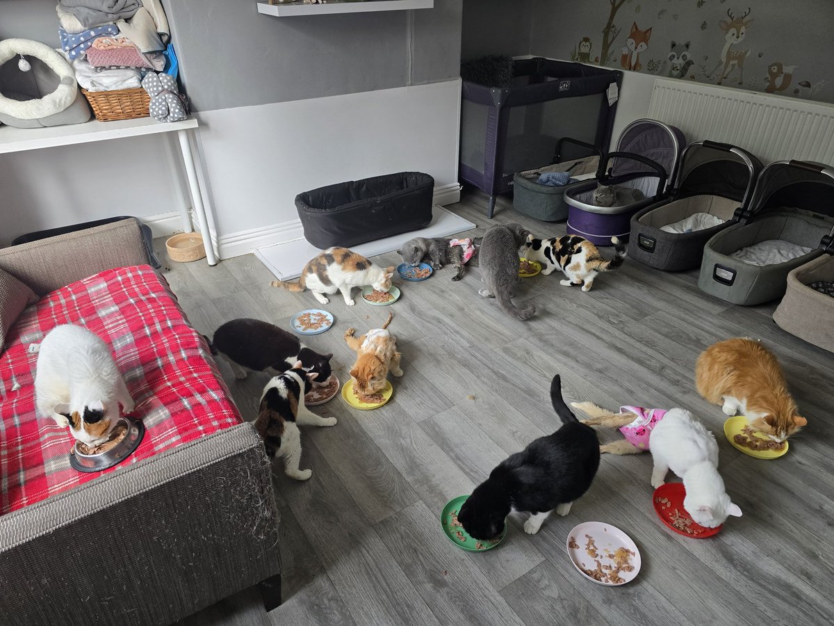 Saturday Morning  Breakfast  Club ( First Sitting) At Bradford Cat Watch Rescue and Sanctuary .
#teambcwr